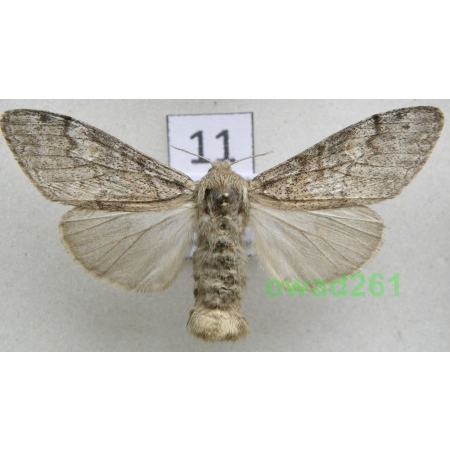 Calliteara fortunata (Rogenhofer, 1891) female Spain, Canary Is, La Palma11